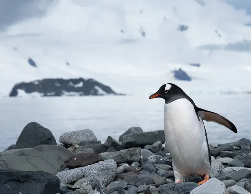 Croisières Antarctique, photo 3