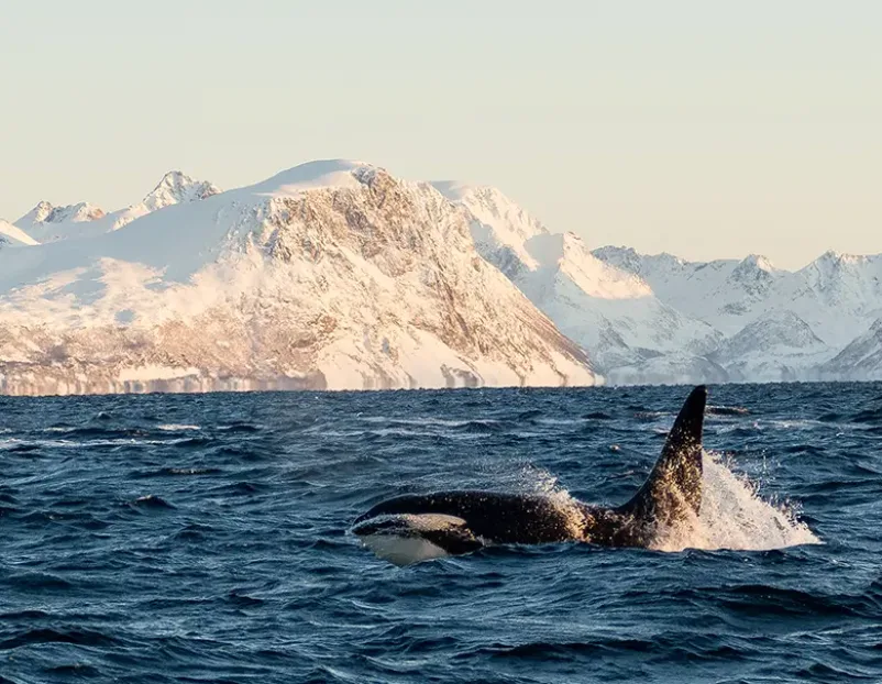 Croisières Arctique, photo 3