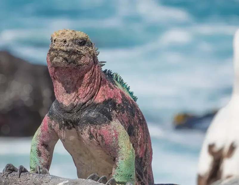 Croisières Galápagos, photo 2