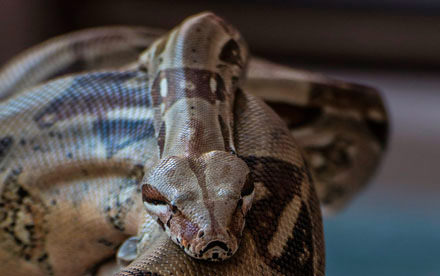 python royal à l'Aquaworld Aquarium en Crète