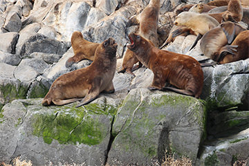 Lions de mer, Ushuaia, Argentine
