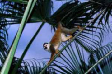 singe dans les forêts du parc Curù, Costa Rica