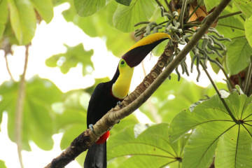 Toucan, Costa Rica