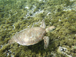tortue en Guadeloupe