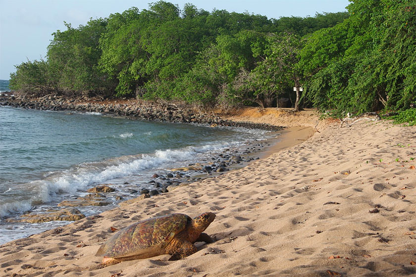 plage tortue guadeloupe