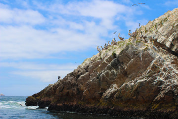Lîle aux Pélicans, Pérou