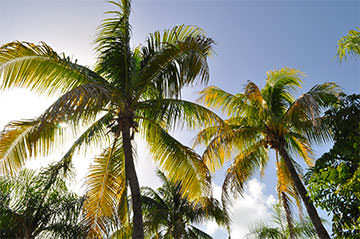 Plage de cocotiers dans les Antilles