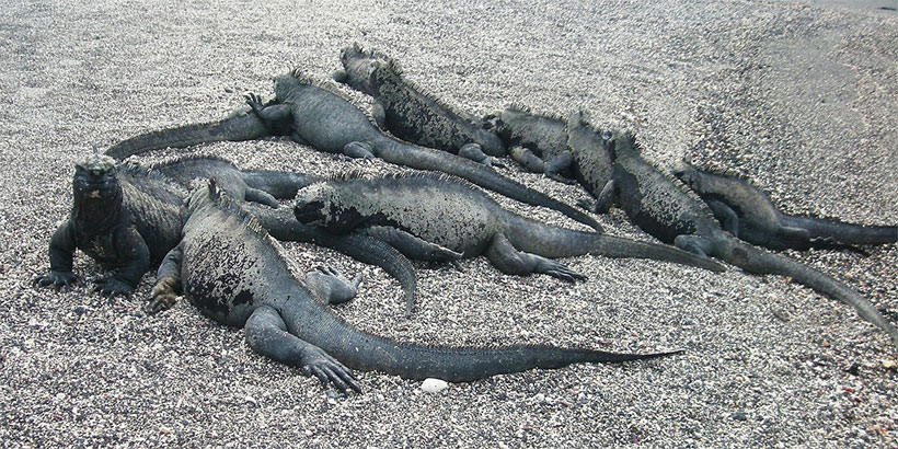 Iguanes marins sur une plage des Galapagos