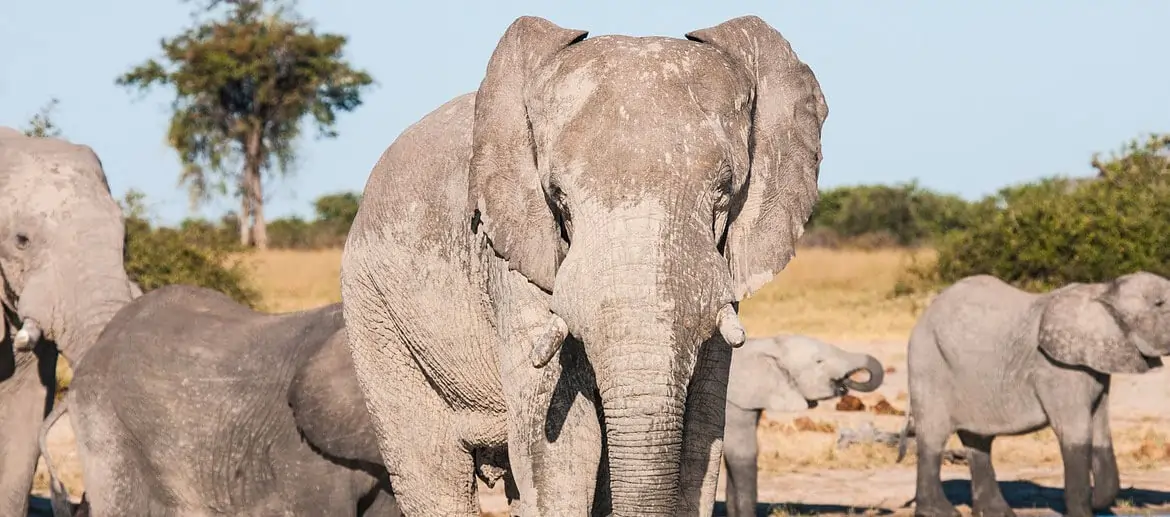 Éléphants au Chobe National Park
