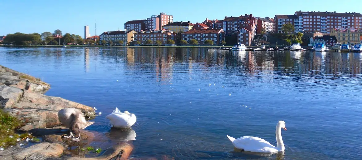 Karlskrona, Suède, Cygne